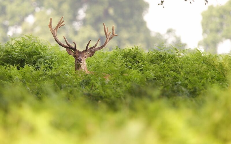 Stag in Ferns — Green, Calm