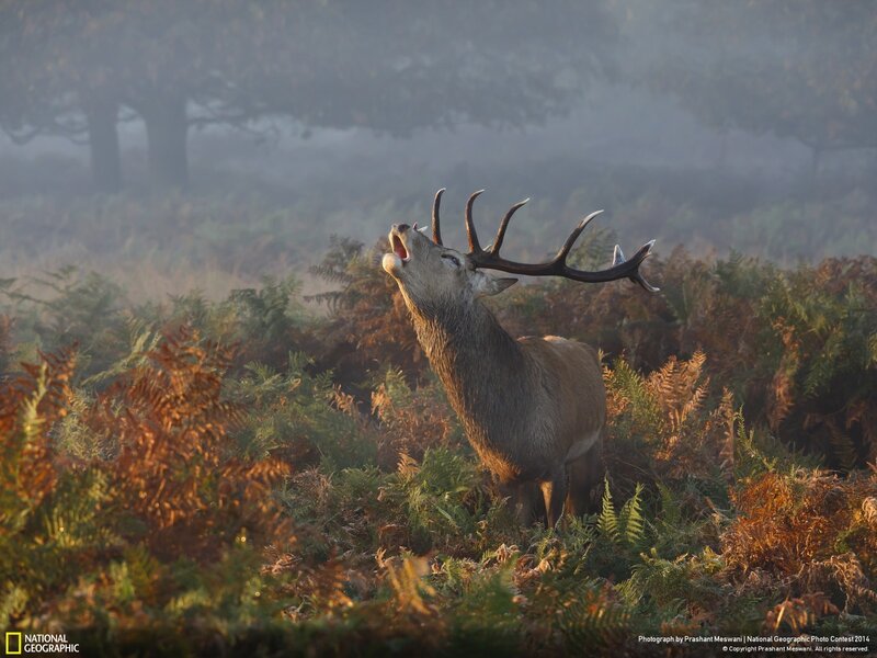 Stag in Ferns — Green, Misty