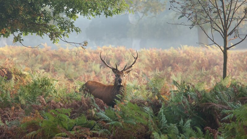 Stag in Ferns — Green, Serene, Morning, Photograph, Deer