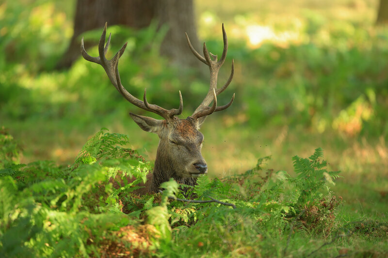 Stag in Ferns — Green, Serene