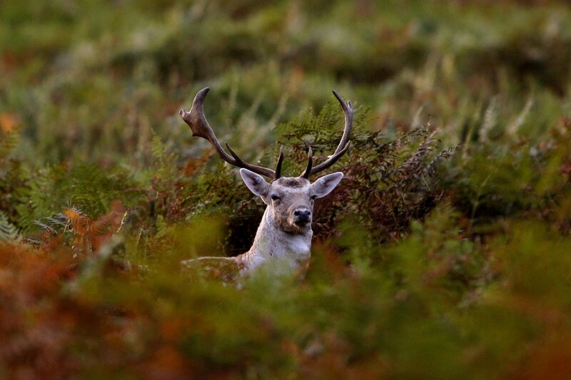 Stag in Ferns — Green