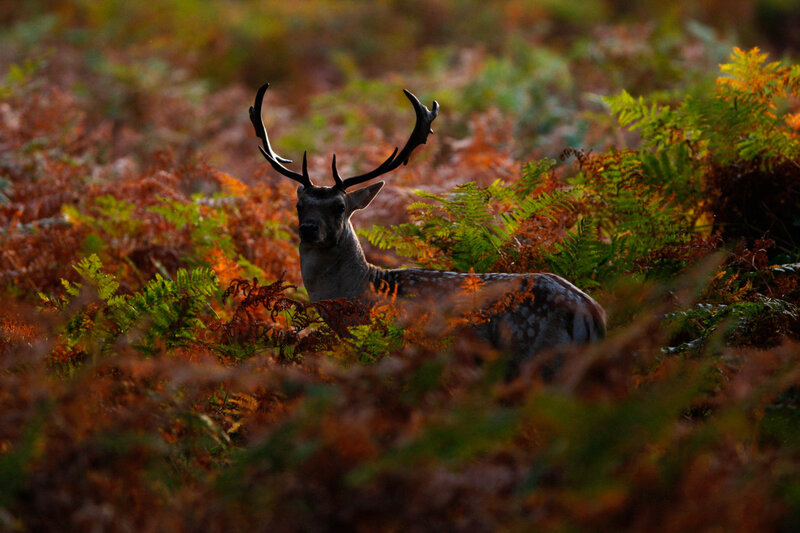 Stag in Ferns
