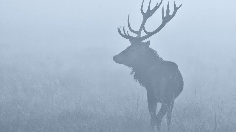 Stag in Fog — Gray, Misty