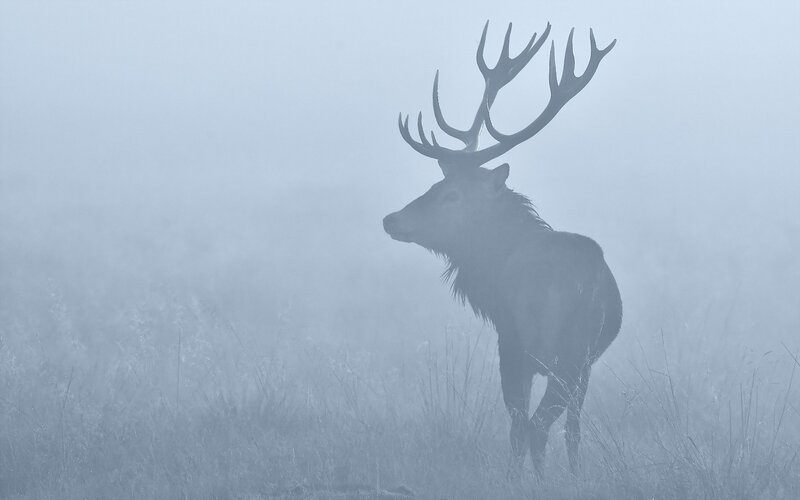 Stag in Fog