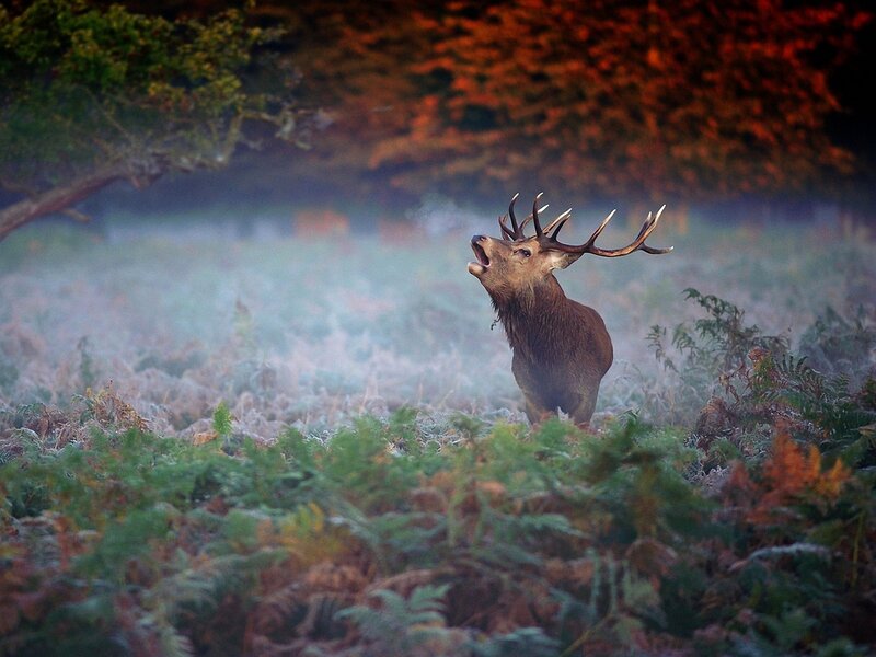 Stag in Foggy Field — Brown