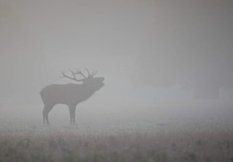 Stag in foggy field