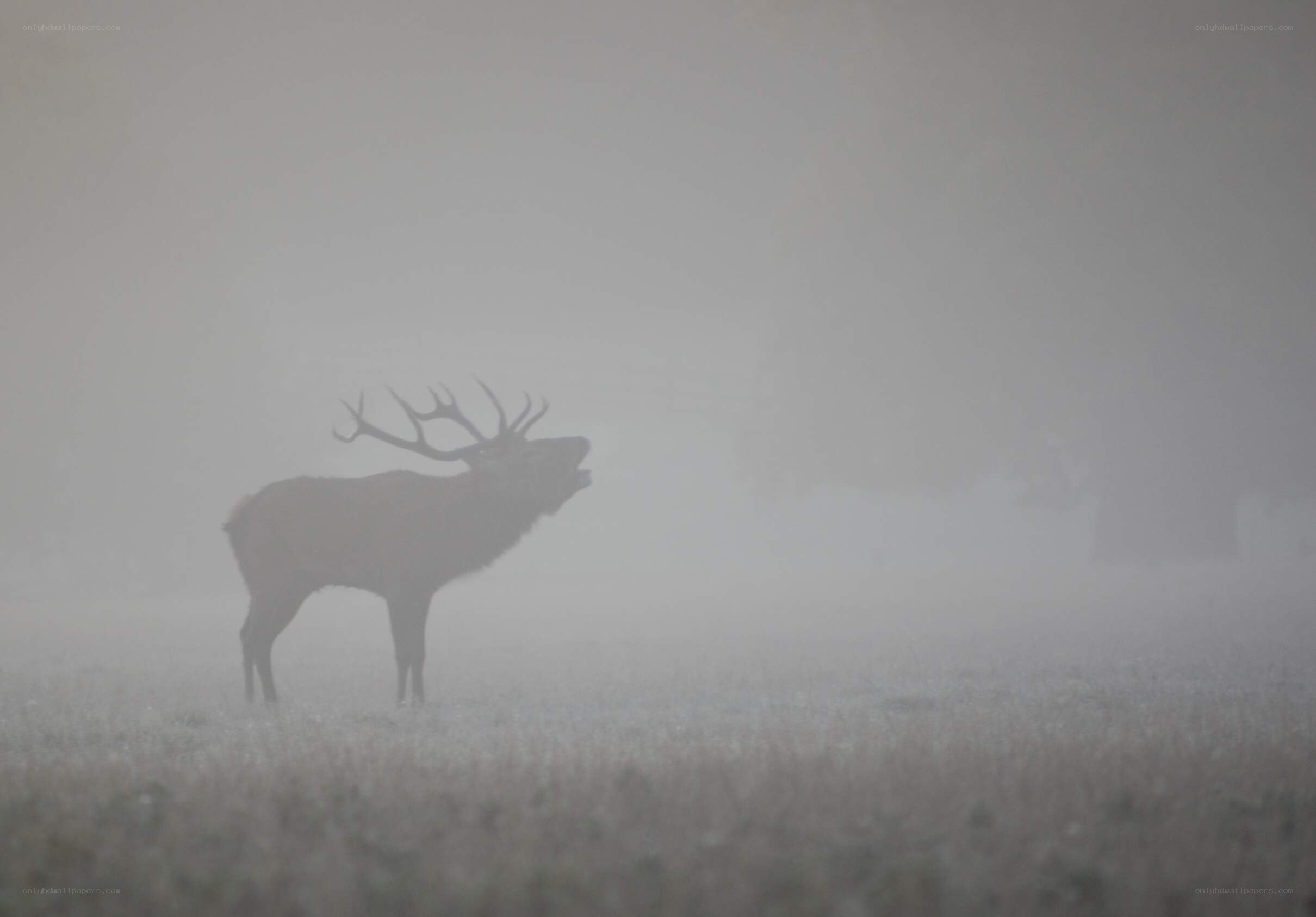 Stag in foggy field