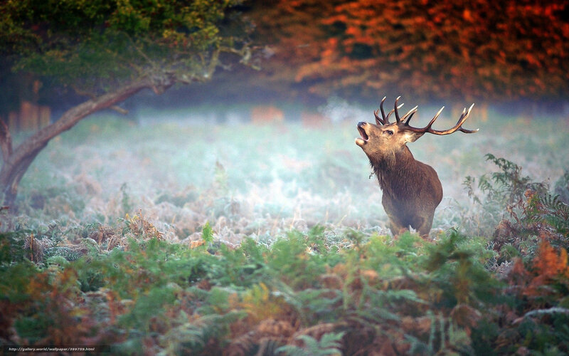 Stag in Foggy Forest — Green