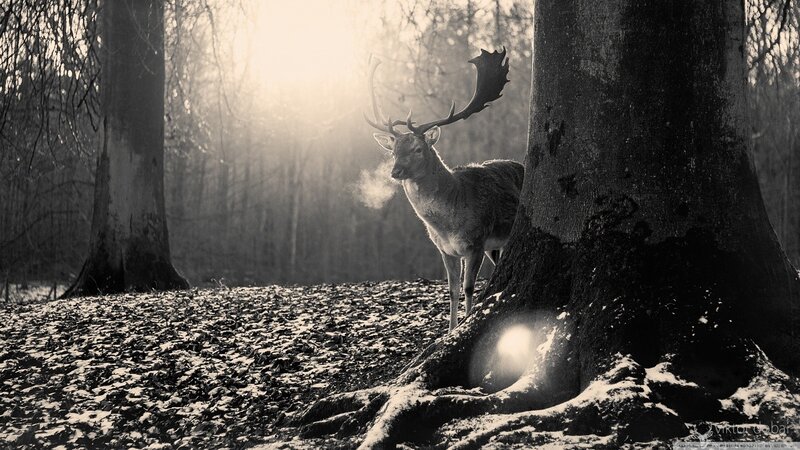 Stag in Forest — Black