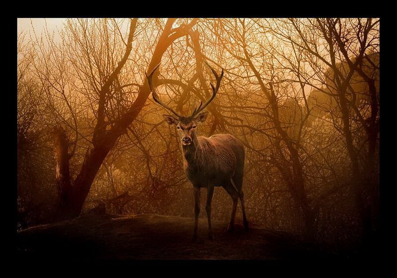 Stag in Forest — Brown, Dramatic