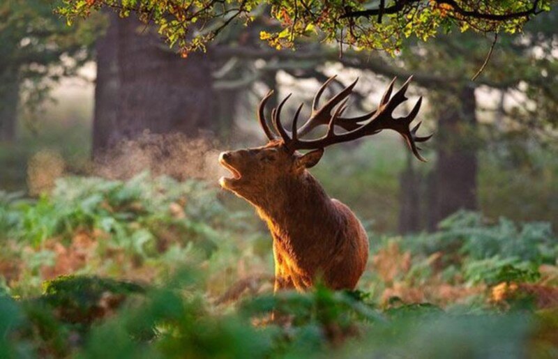Stag in Forest — Brown, Serene