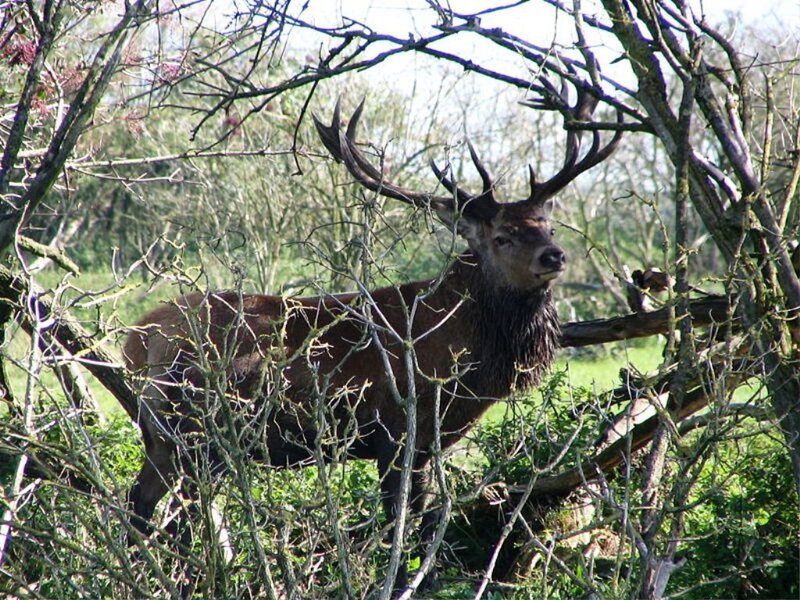 Stag in Forest — Brown