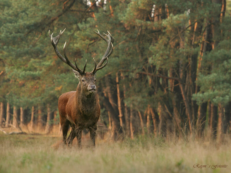 stag in forest clearing