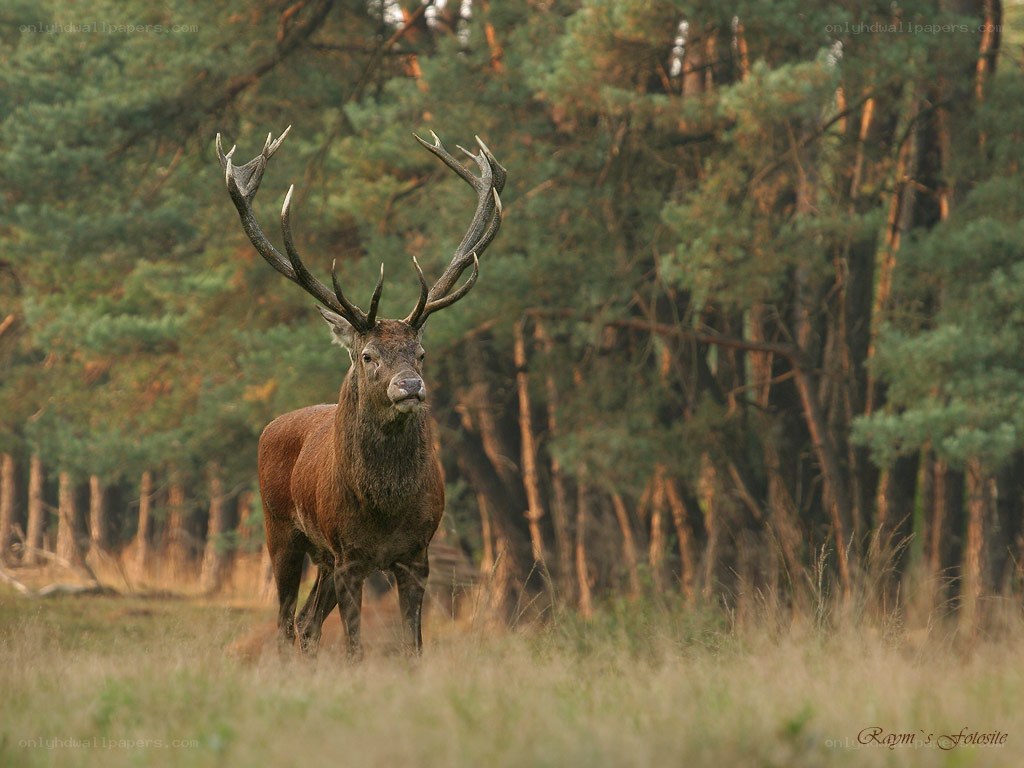 stag in forest clearing