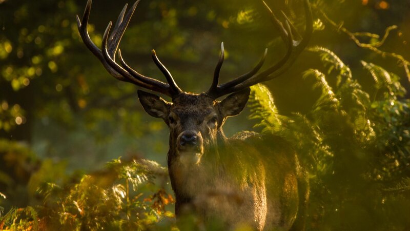 Stag in Forest — Green, Dramatic