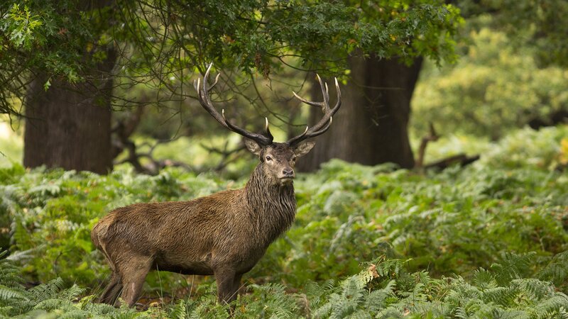 Stag in Forest — Green, Natural, Afternoon
