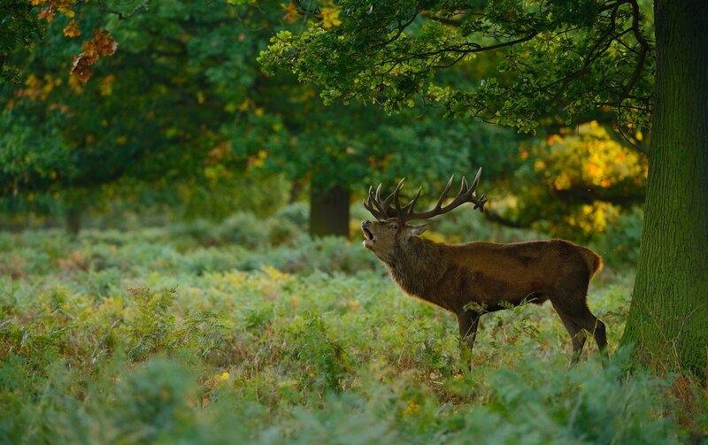 Stag in Forest — Green, Natural, Autumn