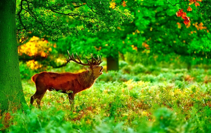 Stag in Forest — Green, Natural
