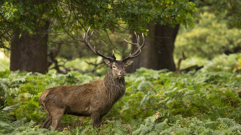 Stag in Forest — Green, Serene