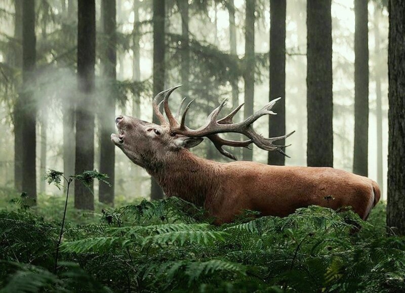 Stag in Forest — Green