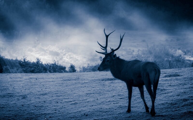 Stag in Frosty Field — Blue
