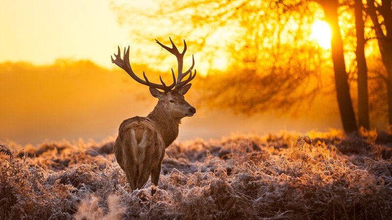 Stag in Frosty Field — Gold, Serene, Sunrise, Photograph, Trees