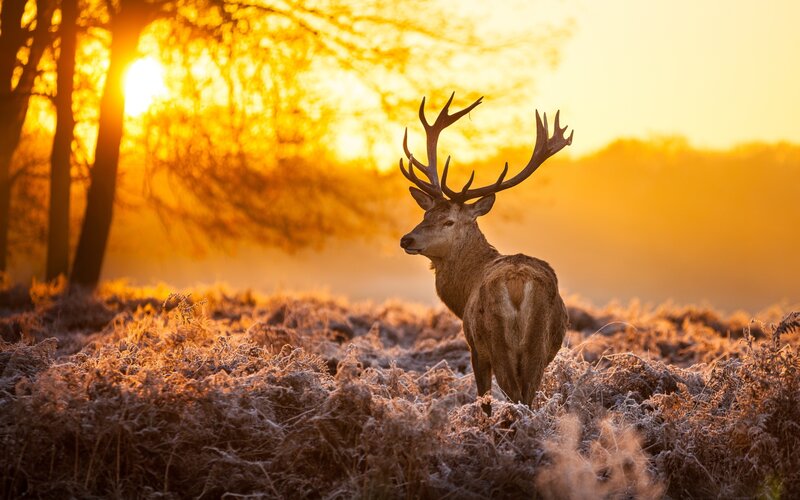 Stag in Frosty Field — Gold, Serene, Sunrise