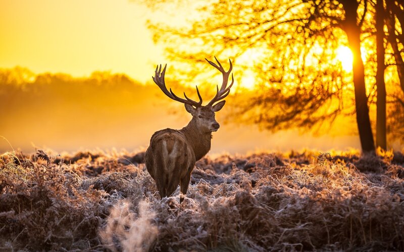Stag in Frosty Field — Gold, Serene, Sunset, Photograph