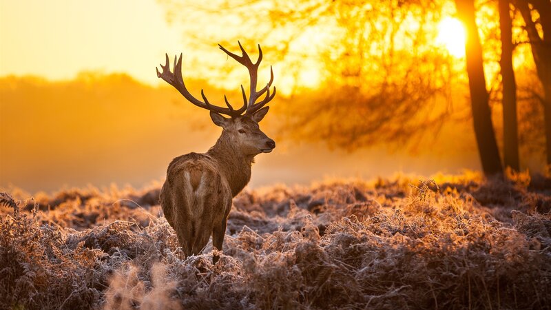 Stag in Frosty Field — Gold, Serene