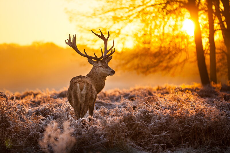 Stag in Frosty Field — Gold