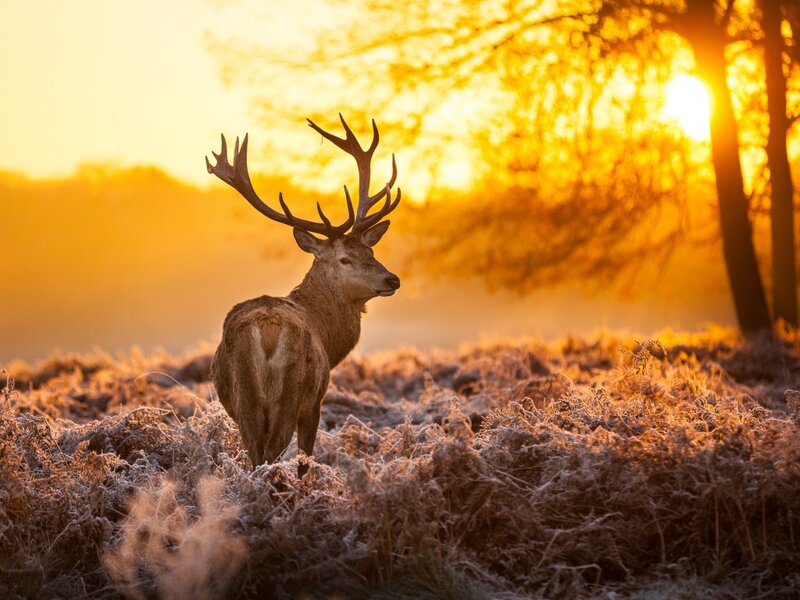 Stag in Frosty Field