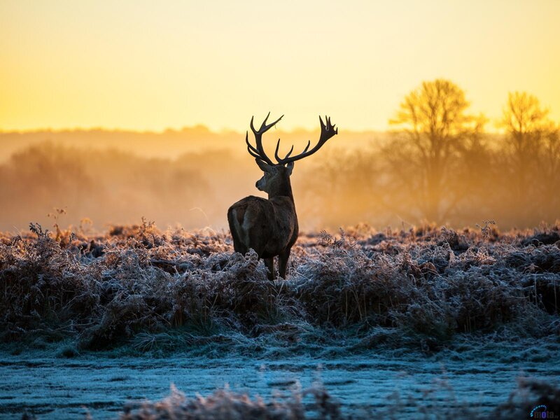Stag in Frosty Field — Yellow