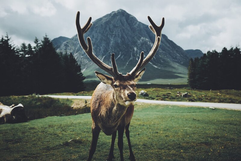 Stag in Grassy Field — Green