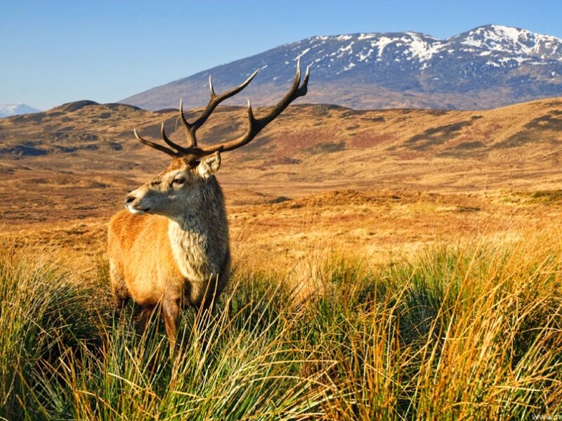 Stag in Grassy Field