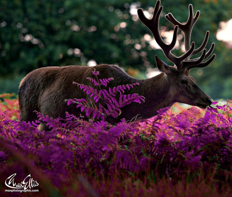 Stag in Purple Ferns