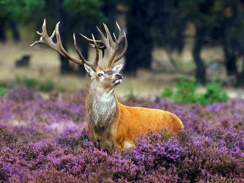 Stag in Purple Heather — Serene