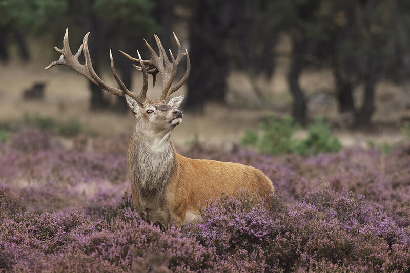 Stag in Purple Heather