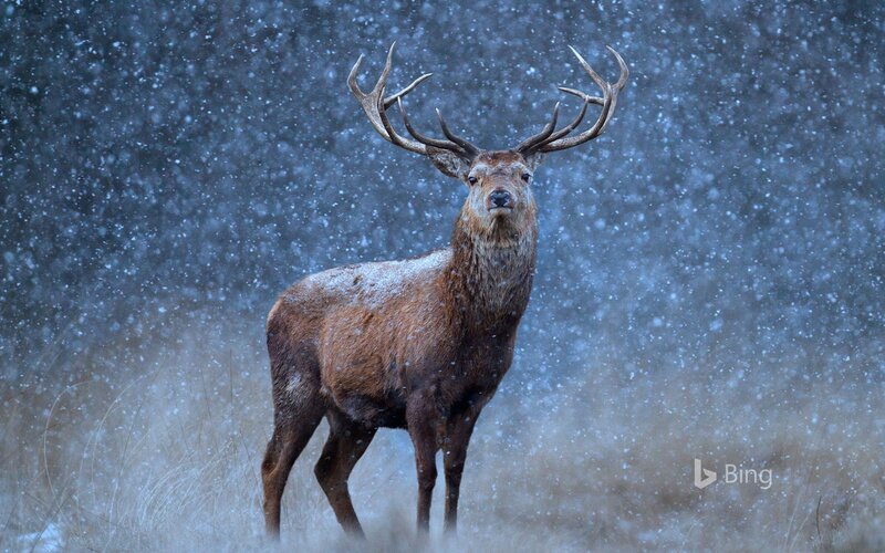 Stag in Snowstorm — Brown