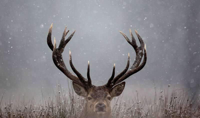 Stag in snowstorm