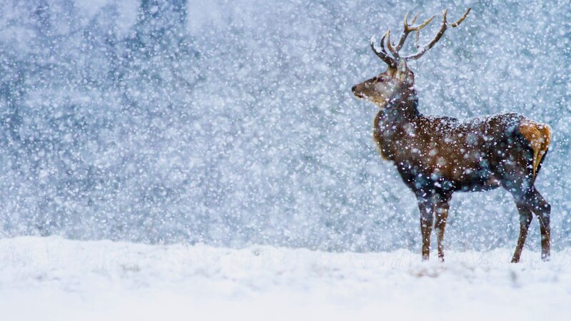 Stag in Snowstorm — White