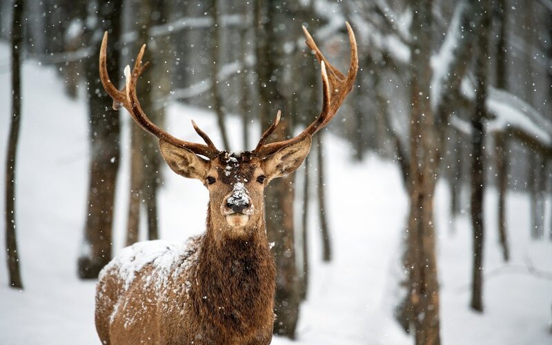 Stag in Snowy Forest