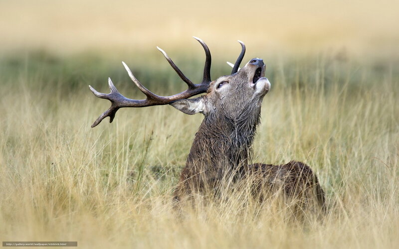Stag in Tall Grass — Brown