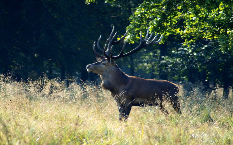 Stag in Tall Grass — Green