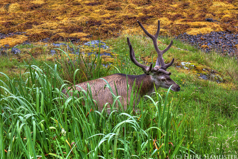Stag in Tall Grass