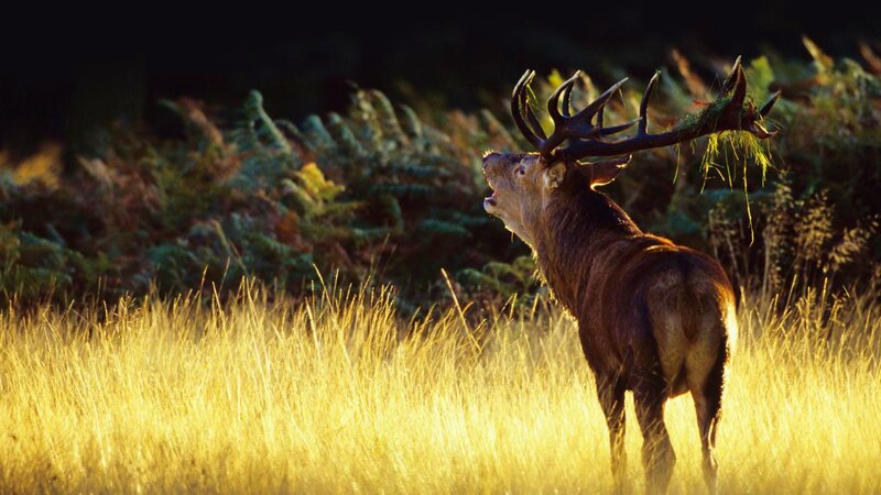 Stag in Tall Grass — Yellow