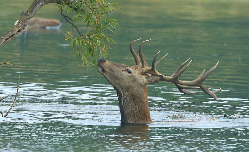 Stag in Water