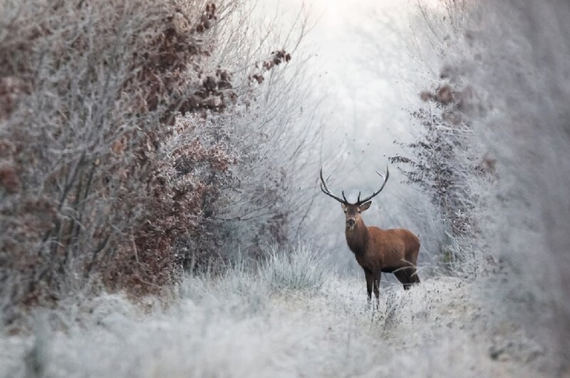 Stag in Winter Forest