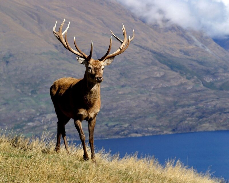 Stag on a hillside