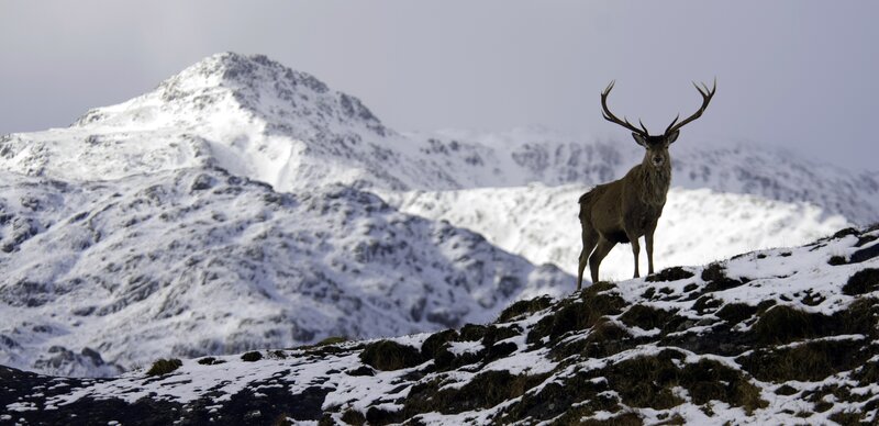 Stag on Snowy Hill