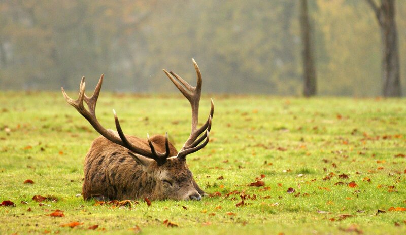 Stag Sleeping on Grass